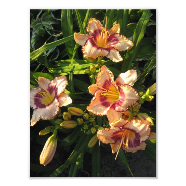 Foto Peach Oriental Day Lilies (Frente)