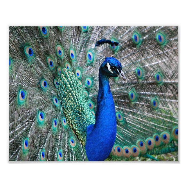 Foto Peacock (Frente)