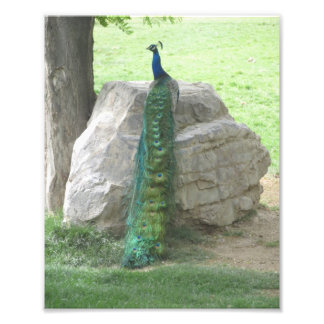 Foto Peacock