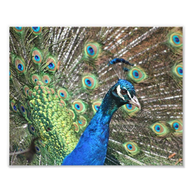 Foto Peacock de muchos colores (Frente)