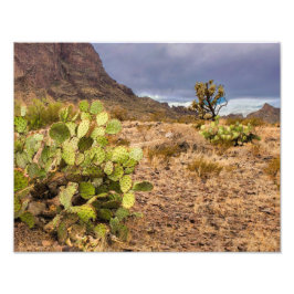 Foto Pear Rápidamente Cactus En Las Montañas Del Desier