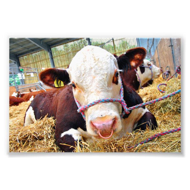 Foto Pedigree Hereford Cow (Frente)