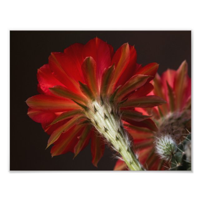 Foto Pelea por todas partes (Frente)