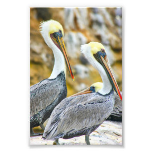 FOTO PELICAN BOGO
