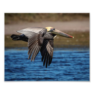 Foto Pelican en vuelo 10x8