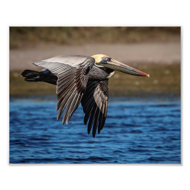 Foto Pelican en vuelo 10x8 (Frente)