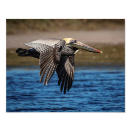 Foto Pelican en vuelo 14x11