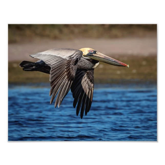 Foto Pelican en vuelo 14x11 (Frente)