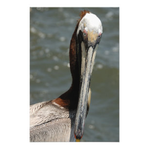 Foto Pelican mirándome de nuevo