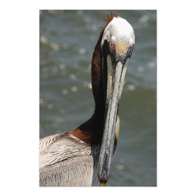 Foto Pelican mirándome de nuevo (Frente)