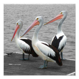 Foto Pelican Sea Bird Minimalista Color Pop Photography