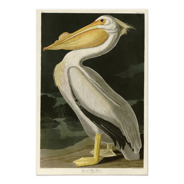 Foto Pelícano blanco estadounidense, pájaros de América (Frente)