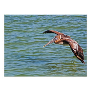 Foto Pelícano de Brown en vuelo sobre el agua