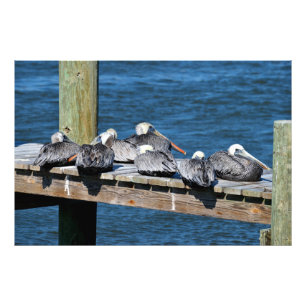Foto Pelícanos descansando en el muelle
