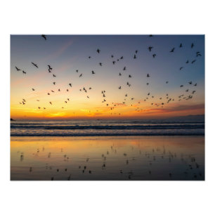 Foto Pelicans at Sunset - Venice Beach, CA