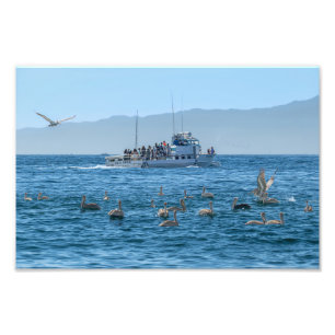 Foto Pelicans Basking & Boat - Marina Del Rey, CA