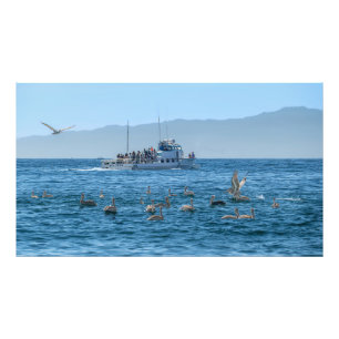 Foto Pelicans Basking & Boat - Marina Del Rey, CA Photo