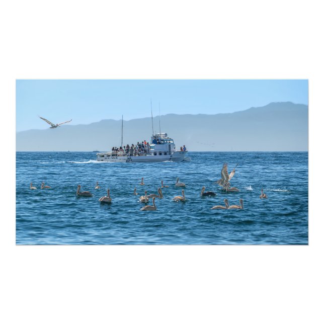 Foto Pelicans Basking & Boat - Marina Del Rey, CA Photo (Frente)