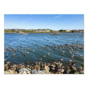 Foto Pelicans Basking - Marina Del Rey, CA