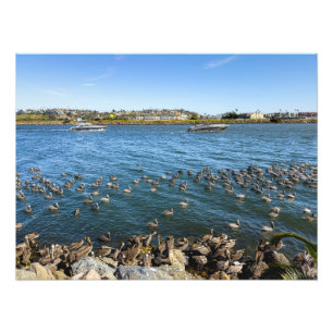 Foto Pelicans Basking - Marina Del Rey, CA