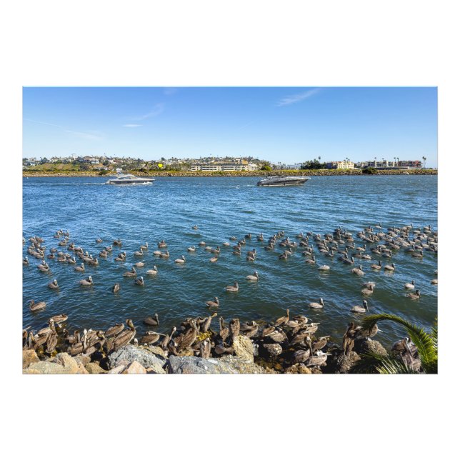 Foto Pelicans Basking - Marina Del Rey, CA (Frente)