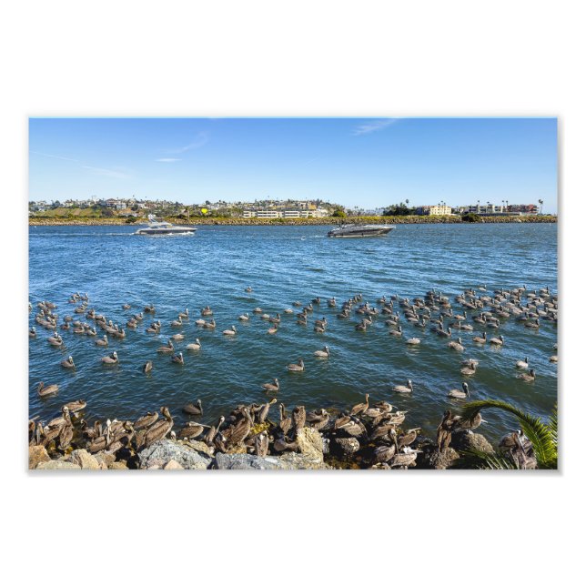 Foto Pelicans Basking - Marina Del Rey, CA (Frente)