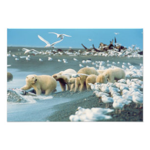 Foto Pendiente Norte, Alaska. Osos polares Ursus