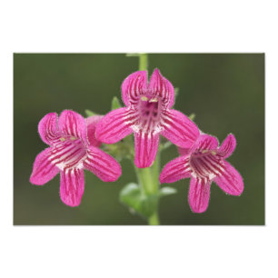 Foto Penstemon escarlata, Penstemon triflorus,