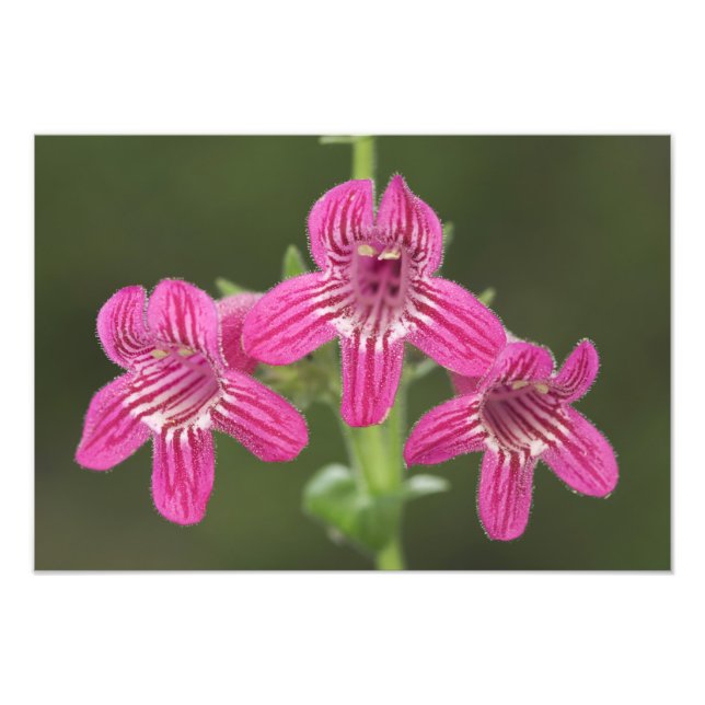 Foto Penstemon escarlata, Penstemon triflorus, (Frente)
