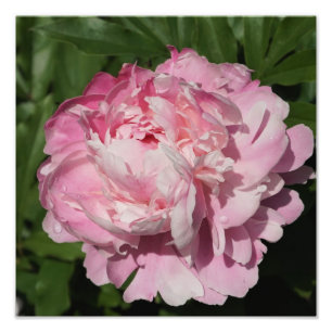 Foto Peonía rosa de 12" x 12"