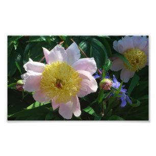 Foto Peonías rosas y amarillas hermosas flores