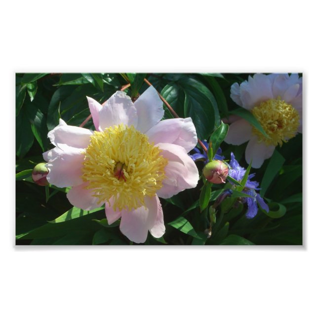 Foto Peonías rosas y amarillas hermosas flores (Frente)