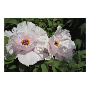 Foto Peonies de árbol de 36" x24"