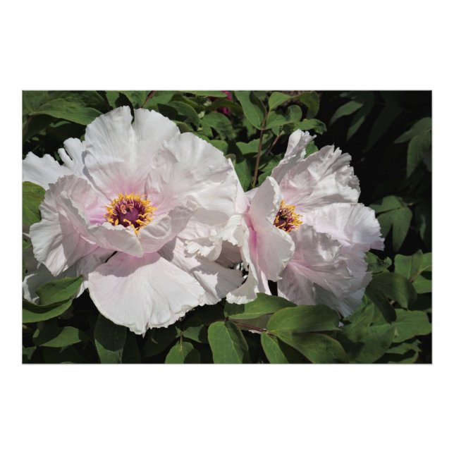 Foto Peonies de árbol de 36" x24" (Frente)