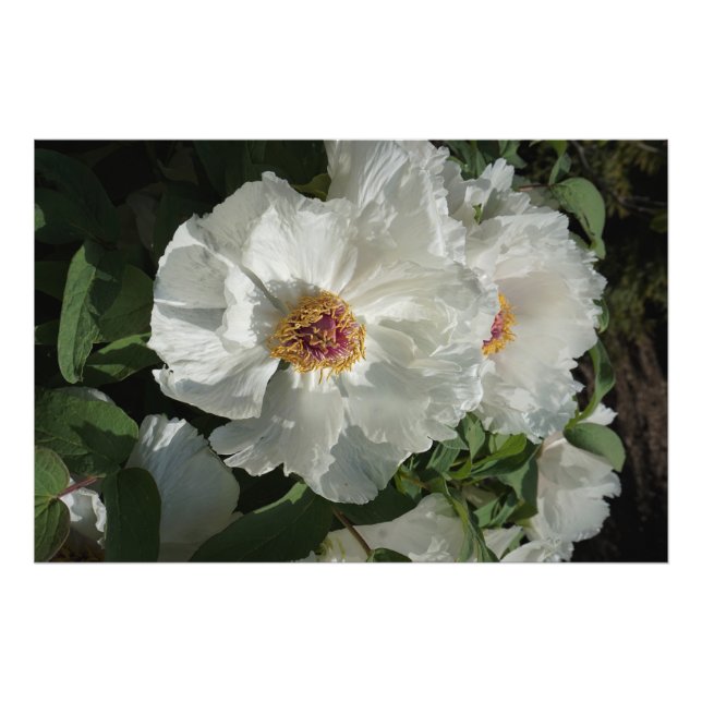 Foto Peonies de árbol de 36" x24" (Frente)