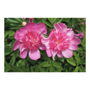 Foto Peonies rosados de 36" x 24"