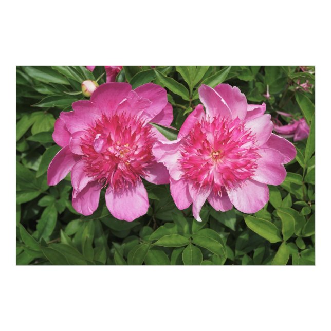 Foto Peonies rosados de 36" x 24" (Frente)