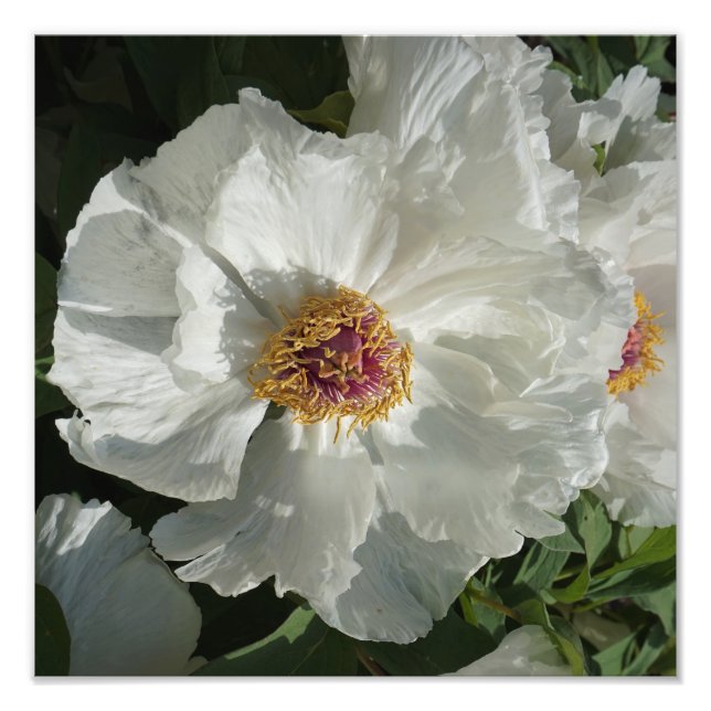 Foto Peony de árbol de 12" x 12" (Frente)