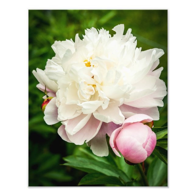 Foto Peony Flowers (Frente)