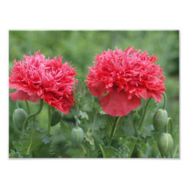 Foto Peony Poppy Blogs