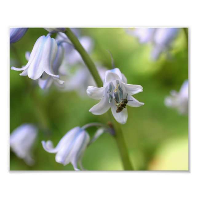 Foto Pequeña Abeja En Flor Azul 10x8 Naturaleza (Frente)