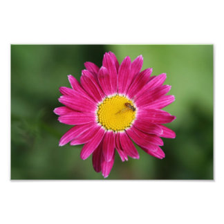 Foto Pequeña abeja en la margarita pintada