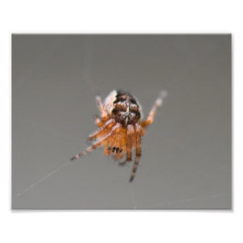 Foto Pequeña Araña Naranja Linda