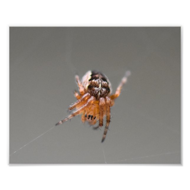 Foto Pequeña Araña Naranja Linda (Frente)