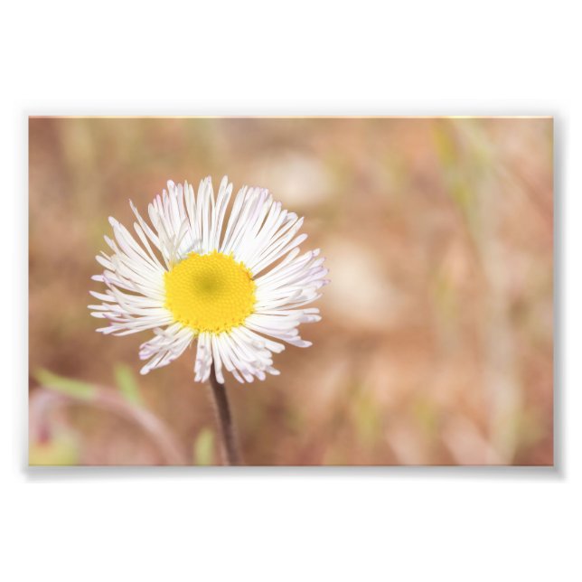 Foto Pequeña Flor De Daisy Silvestre Blanca Con Centro  (Frente)