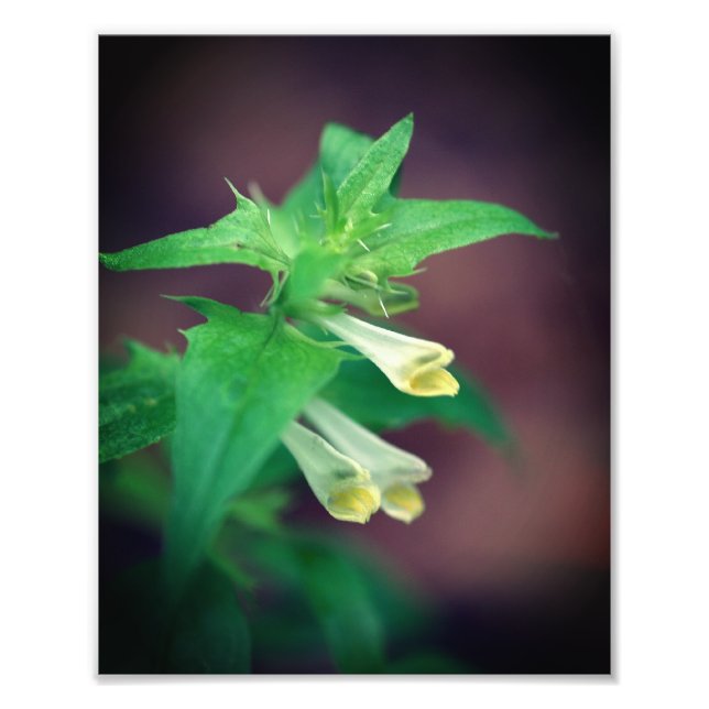 Foto Pequeña flor silvestre de bosque blanco cierre 8x1 (Frente)