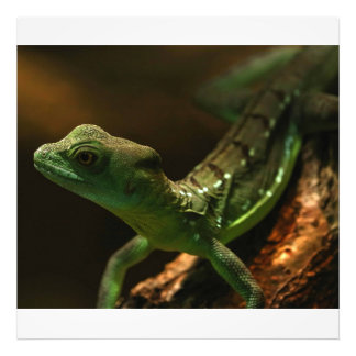 Foto Pequeña lagartija