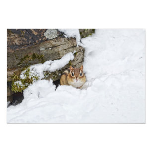 Foto Pequeño Chipmunk frío en la nieve