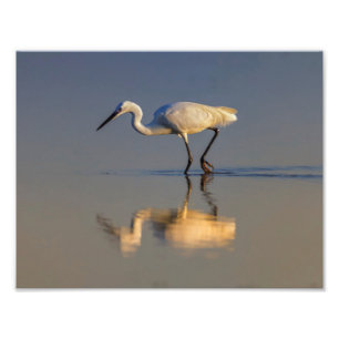 Foto Pequeño egret