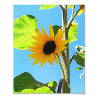 Foto Pequeño girasol amarillo 8x10